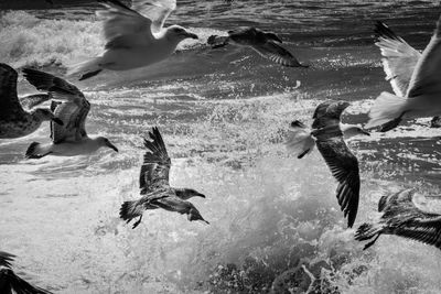 Side view of birds flying over water