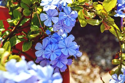 Close-up of plant against blue sky