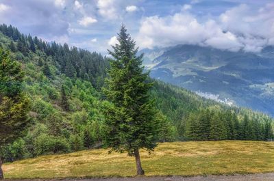 Scenic view of field against sky