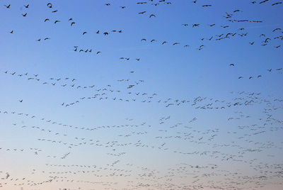 Low angle view of birds flying against sky