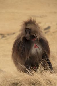 Close-up of monkey on field