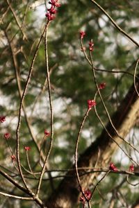 Close-up of red berries on tree