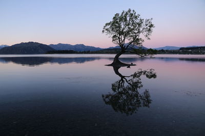 Tree in shallow water at sunset