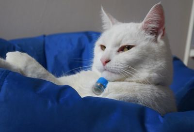 Close-up of white cat relaxing on bed at home