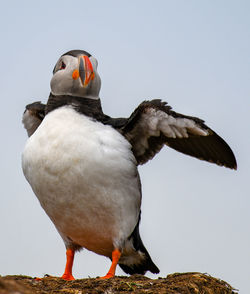 Close-up of bird perching on rock