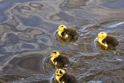 Duck swimming in lake