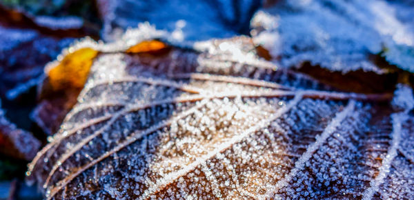 Close-up of leaf