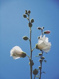 Close-up of white flowering plant against blue sky