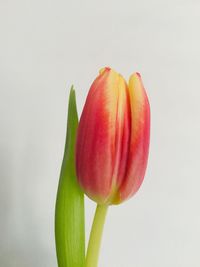 Close-up of red tulip against white background