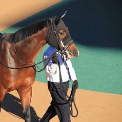 Horse standing on field