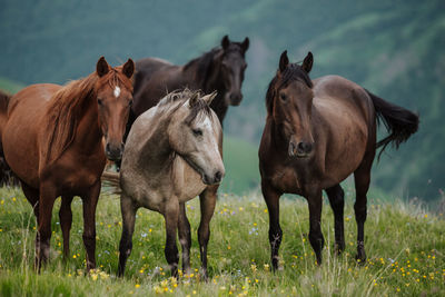 Horses on a field. horses in the mountains