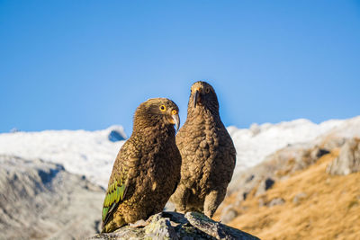 Low angle view of eagle perching on rock