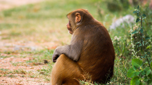 Monkey looking away on field