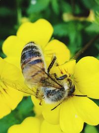 Close-up of bee pollinating on yellow flower