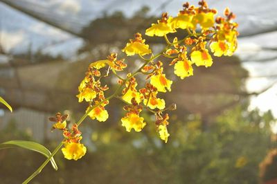 Close-up of yellow flowers