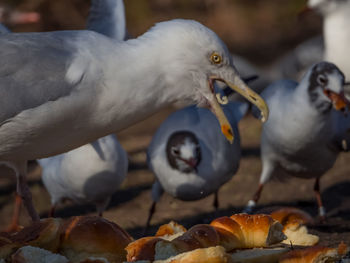 Close-up of birds eating