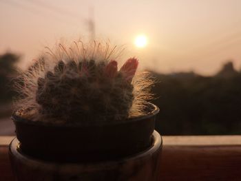 Close-up of potted cactus plant against sky during sunset
