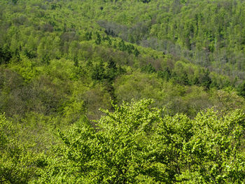 Plants growing in forest