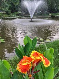 Close-up of lotus water lily in lake