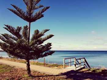 Tree by sea against sky