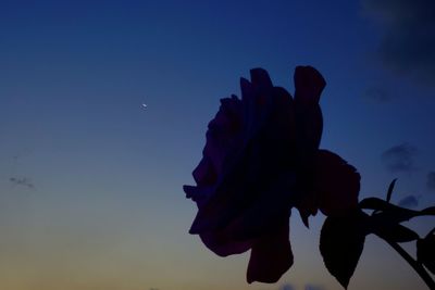 Close-up of flowers against clear sky