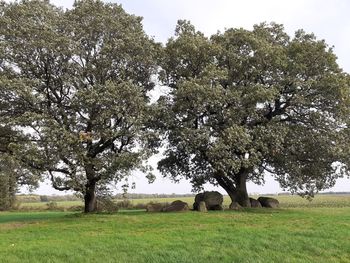 Trees on field against sky