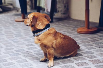 Dog sitting on footpath