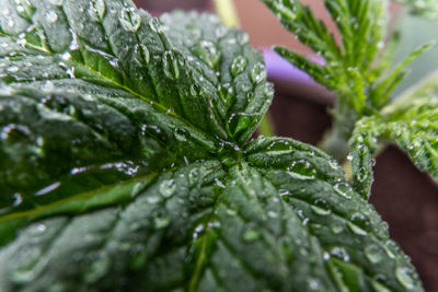 Close-up of wet plant leaves during rainy season