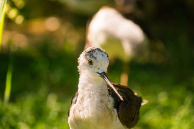 Close-up of bird