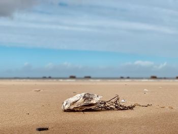 View of crab on sand at beach against sky