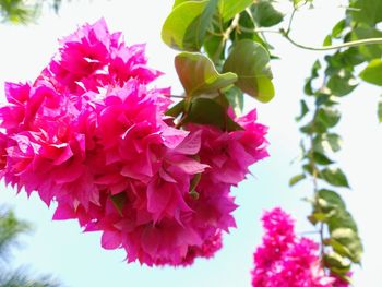 Close-up of pink flowers on tree against sky