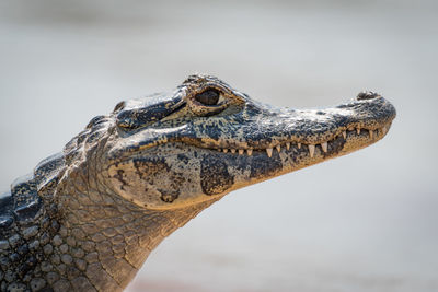 Close-up of crocodile