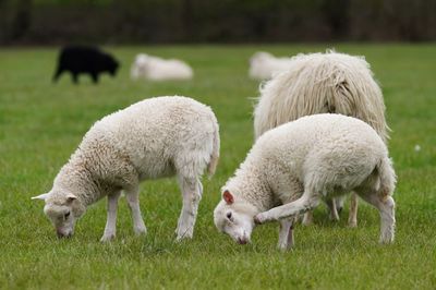 Sheep grazing in a field