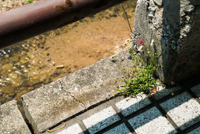 High angle view of flowering plants on metal wall