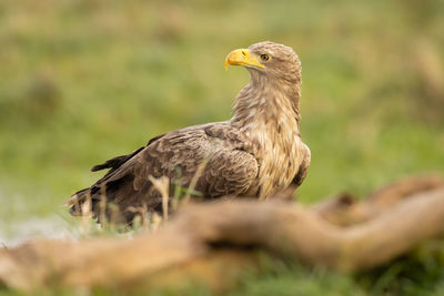 Close-up of bird