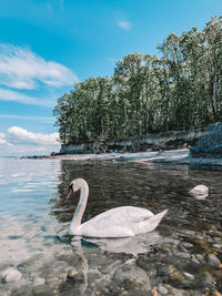 Swan swimming in lake against sky