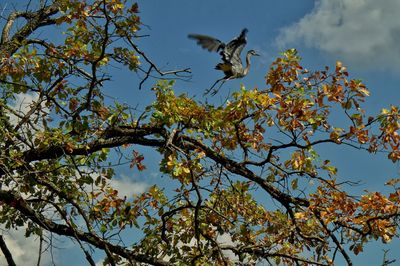 Low angle view of tree against sky