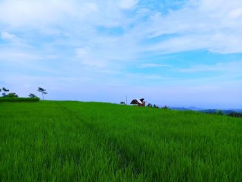 Scenic view of agricultural field against sky