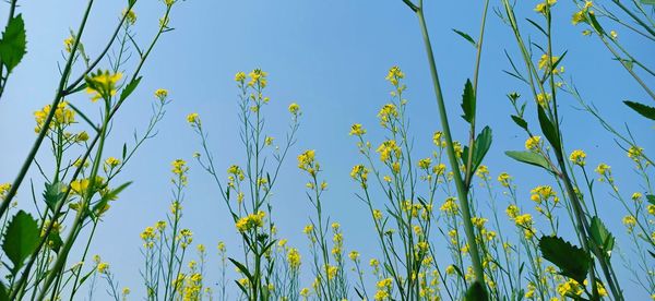 Low angle view of flowering plants against clear blue sky