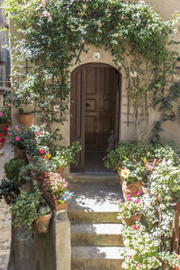 Potted plants against building