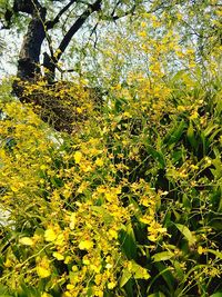 Yellow flowers growing on tree