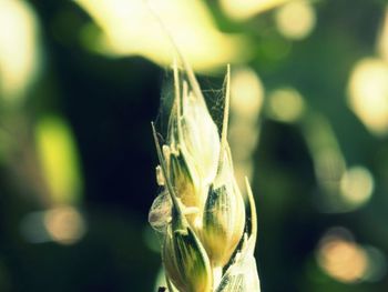 Close-up of flower against blurred background