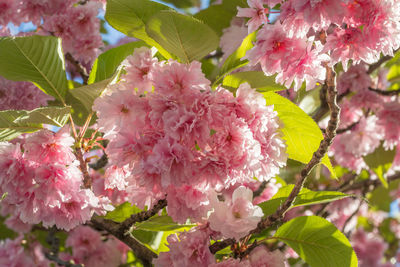 Close-up of pink cherry blossom