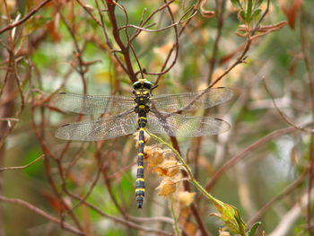 Close-up of dragonfly on plant
