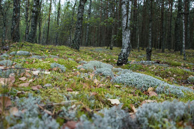 View of trees in forest