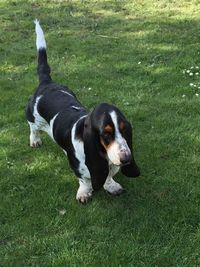 Dog on grassy field