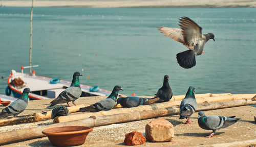 Flock of pigeons sitting near the ganges ghats of varanasi, uttar pradesh, india