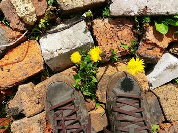 High angle view of plants growing outdoors