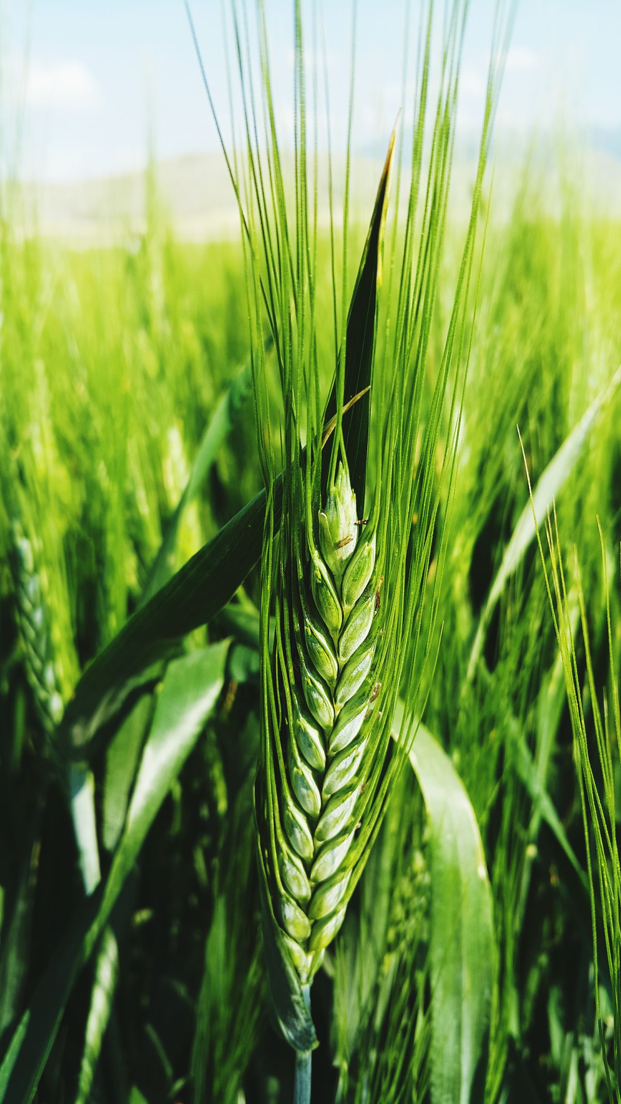 Ear of wheat