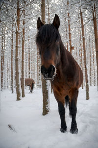 Snow covered field in forest